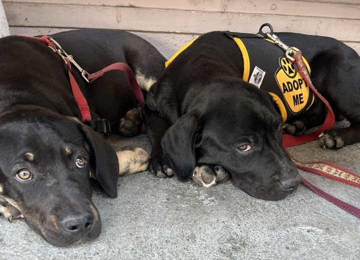 Saving Lives Through Spay and Neuter