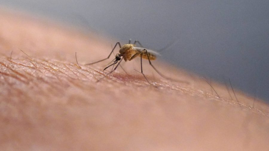 Washington woman diagnosed with malaria did not travel outside of US