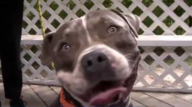 Adoptable pets at ﻿﻿Southeast Volusia Humane Society﻿﻿﻿﻿﻿﻿﻿