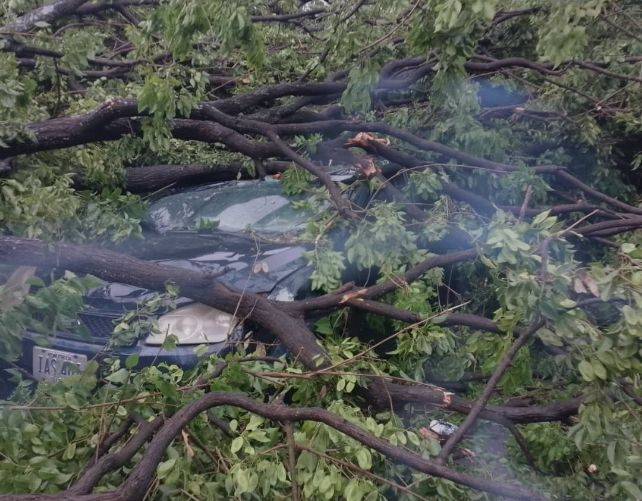 Aguacero, acompañado de fuertes vientos, generó la caída de un árbol en Barcelona (+Video)