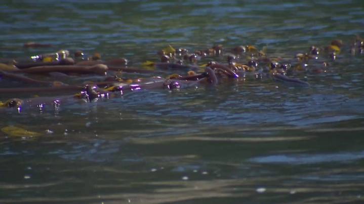 Washington moves to protect kelp near Squaxin Island