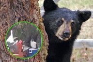 VIDEO: Encuentro con un oso negro deja sin cena a visitantes en Nuevo León; ¡se robó la carne!
