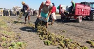 Montilla-Moriles ya vive la vendimia más temprana de Europa: "Vamos muy justos para abastecer el mercado"
