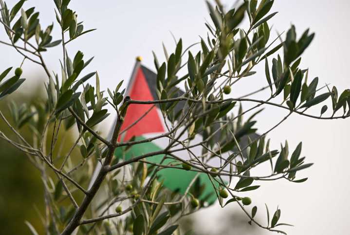 Olive Trees Tie Palestinians to Our Homeland. Israel Treats Them as a Threat.