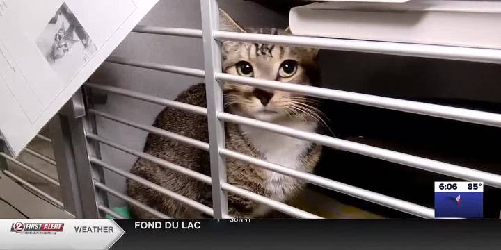 WI Humane Society seeking volunteer foster parents for cats