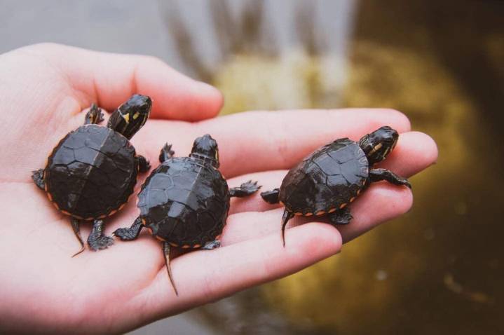 Biologist Chevaun Toulouse on swamp stories