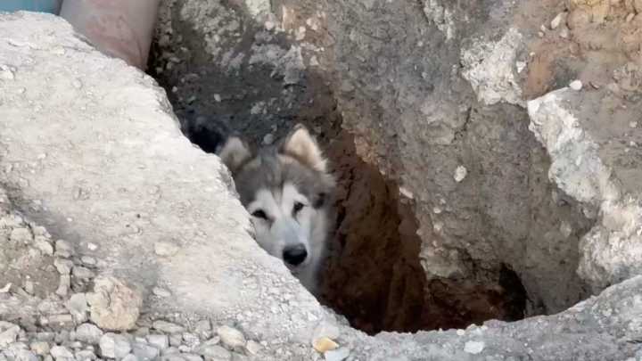 Rescatan a Perrita que Pasó Toda la Noche Atrapada en Zanja de Obra Inconclusa en Monterrey