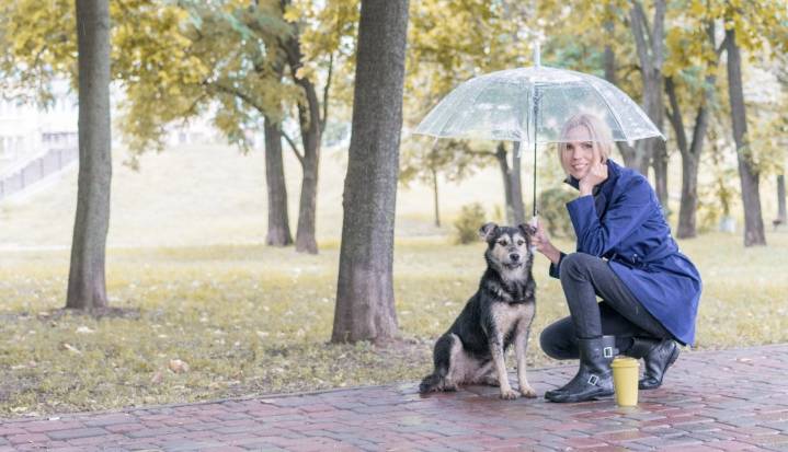 Estas son las recomendaciones para cuidar a sus mascotas esta temporada de lluvias