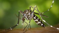 Mos se suma al mapa gallego del mosquito tigre tras la detección de larvas