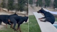 California Man Filming His 2 Dogs Playing Captures Unexpectedly Funny Moment