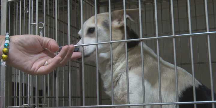 ‘Absolutely’: Pearl’s Place animal rescue housing dogs taken from Gatesville couple arrested for animal cruelty