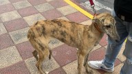 Adopta un perro: Marte, un superviviente del hambre, busca cariño