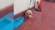 California Pup Spends Retirement Years Surrounded By Love After Being Saved From Neglect