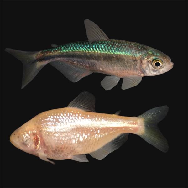 How the cavefish lost its eyes