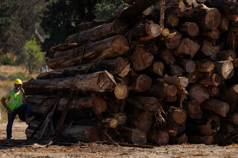 Trees and logs charred by Eaton wildfire used to rebuild Altadena