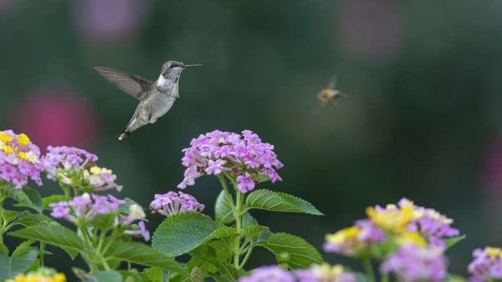 Hummingbirds Will Flock To This Vibrant, Fast-Growing Climbing Plant In Your Yard