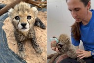 Cheetahs Named After Taylor Swift, Travis Kelce Welcomed 1