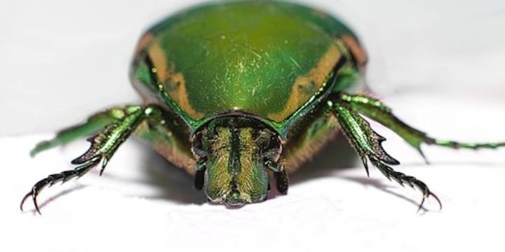 Este insecto no pica ni muerde: sólo recicla la vida bajo nuestros pies ¡No lo lastimes!