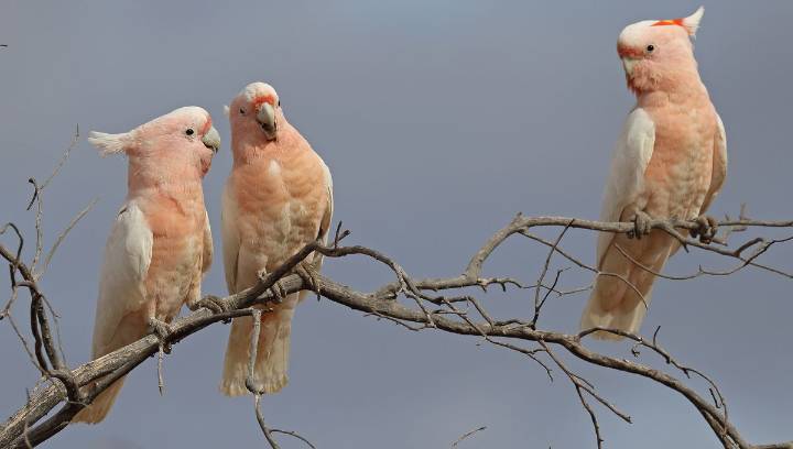 17 New Cockatoo Dance Moves Discovered, From Headbanging To Body Rolls