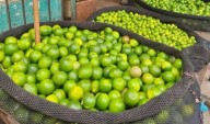 Precio del limón empieza a subir y podría superar los 10 soles el kilo en septiembre