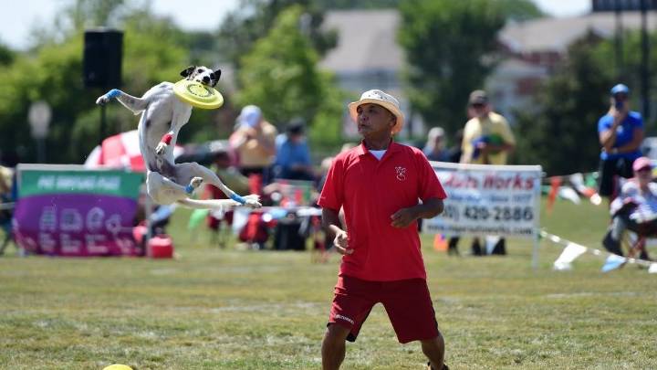 Frisbee Dog World Championship to return to a Chicago suburb