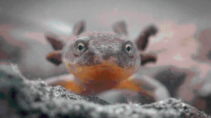 Oregon Zoo launches plan to save Crater Lake newts from extinction