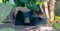 ‘Flying blind’: Pro-bear nonprofit sues FWC to halt December hunt