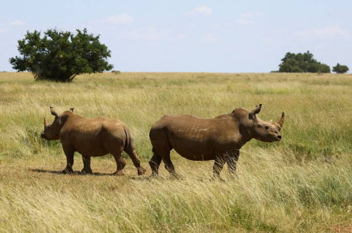 Scientists in South Africa make rhino horns radioactive to help anti