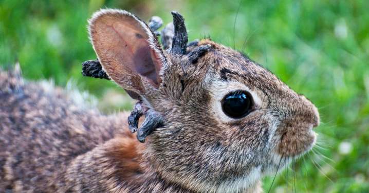 Rabbits with 'horns' in Colorado are being called 'Frankenstein bunnies.' Here's why.