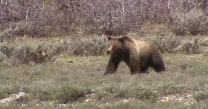 Outfitter charged after killing a grizzly bear in Chouteau County