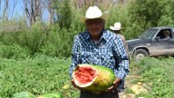 Productores de Valle de Zaragoza salvaron la sandía con el método lápiz; se cosecharon casi 200 hectáreas
