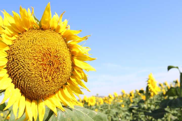Sunflowers are a bright spot for ag in 2025, as well as on the landscape