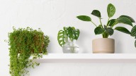 Ni potus ni helecho: la planta que no debés tener en tu casa porque representa mala suerte, según el Feng Shui