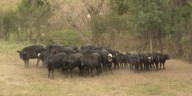 ND ranchers looking to change Beef Commission