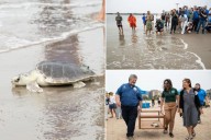 Endangered sea turtle released back into Atlantic from NYC beach