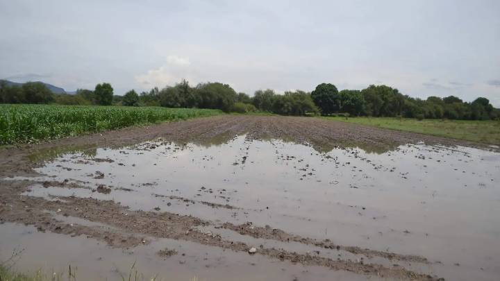 Lluvias dejaron pérdidas de 15 mdp en el campo sanjuanense