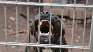 What to know about online animal abuser list coming to Delaware