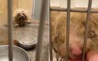 Heartbreak as Dogs Found 'Laying on Top' of Owner a Week After They Died