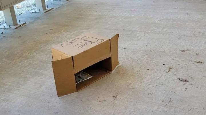 Box Labeled ‘Free Puppy’ Found At Texas Post Office—What This Woman Did Next Will Warm Your Heart
