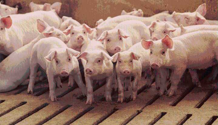 Población porcina del país es de 21.336.552 animales con 3.742.266 cerdos en Antioquía