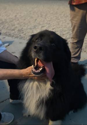 Friends of Falmouth Dogs - August 22, 2025