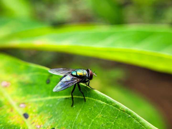 1st human case of flesh-eating parasite detected in US