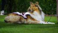 Miss Reveille X returns after surgery: Texas A&M confirms benign result