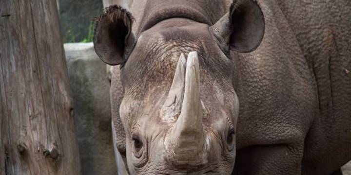 Potter Park Zoo’s rhino is in critical condition, officials say