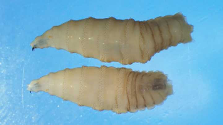 First US human case of screwworm confirmed in Maryland