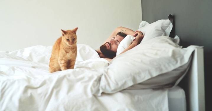 'Best method' to stop cats waking you up in the night