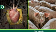 Científicos chinos logran un avance histórico con el primer trasplante de pulmón de cerdo a humano