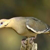 Arizona dove season opens with new limits Sept. 1