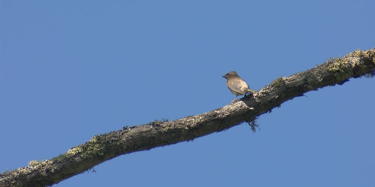 Bird migration starts amid cooler temperatures