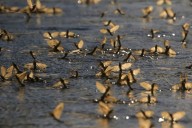 El cambio climático reduce el tamaño y la supervivencia de los insectos acuáticos